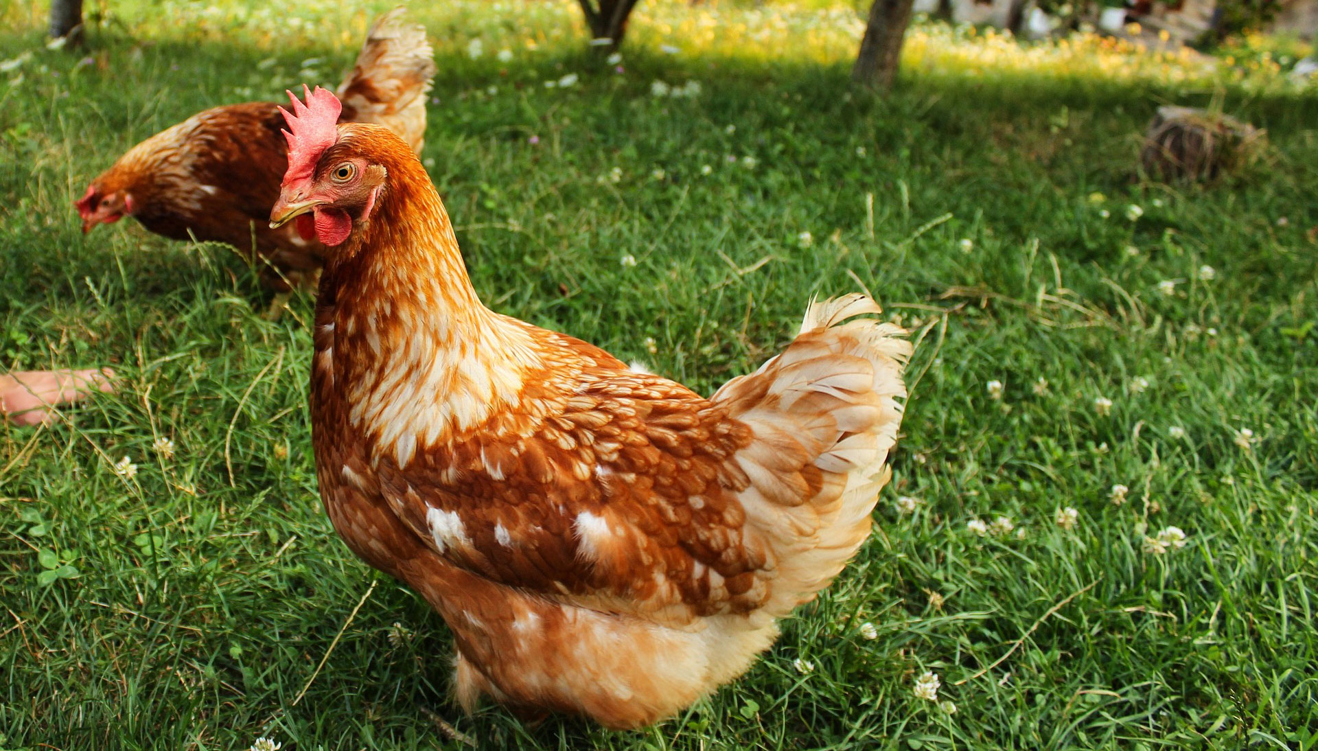 VOLAILLES TRADITIONNELLES DE MARMINHAC